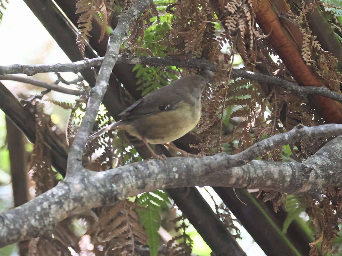 Tasmanian Scrubwren - ML627141898