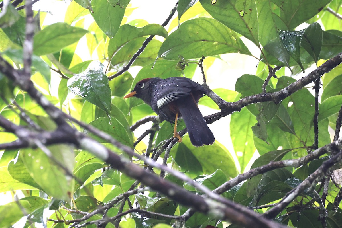 Chestnut-capped Laughingthrush - ML627141920