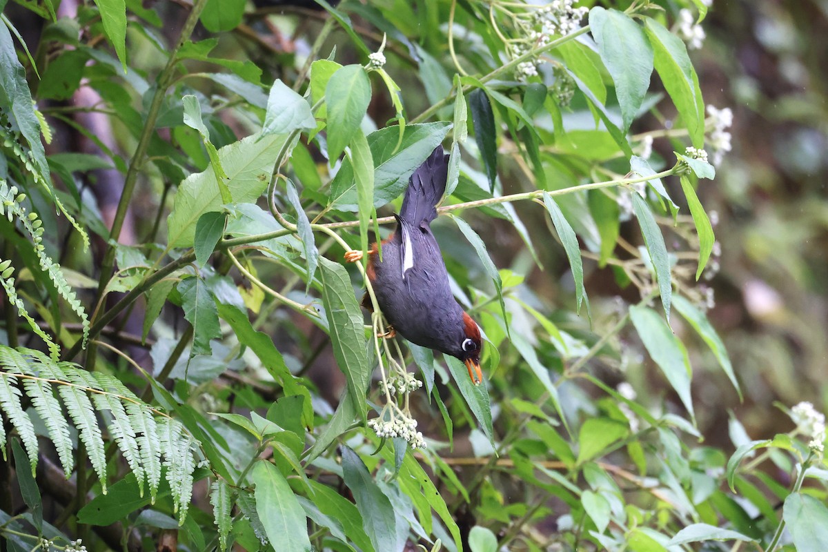 Chestnut-capped Laughingthrush - ML627141927