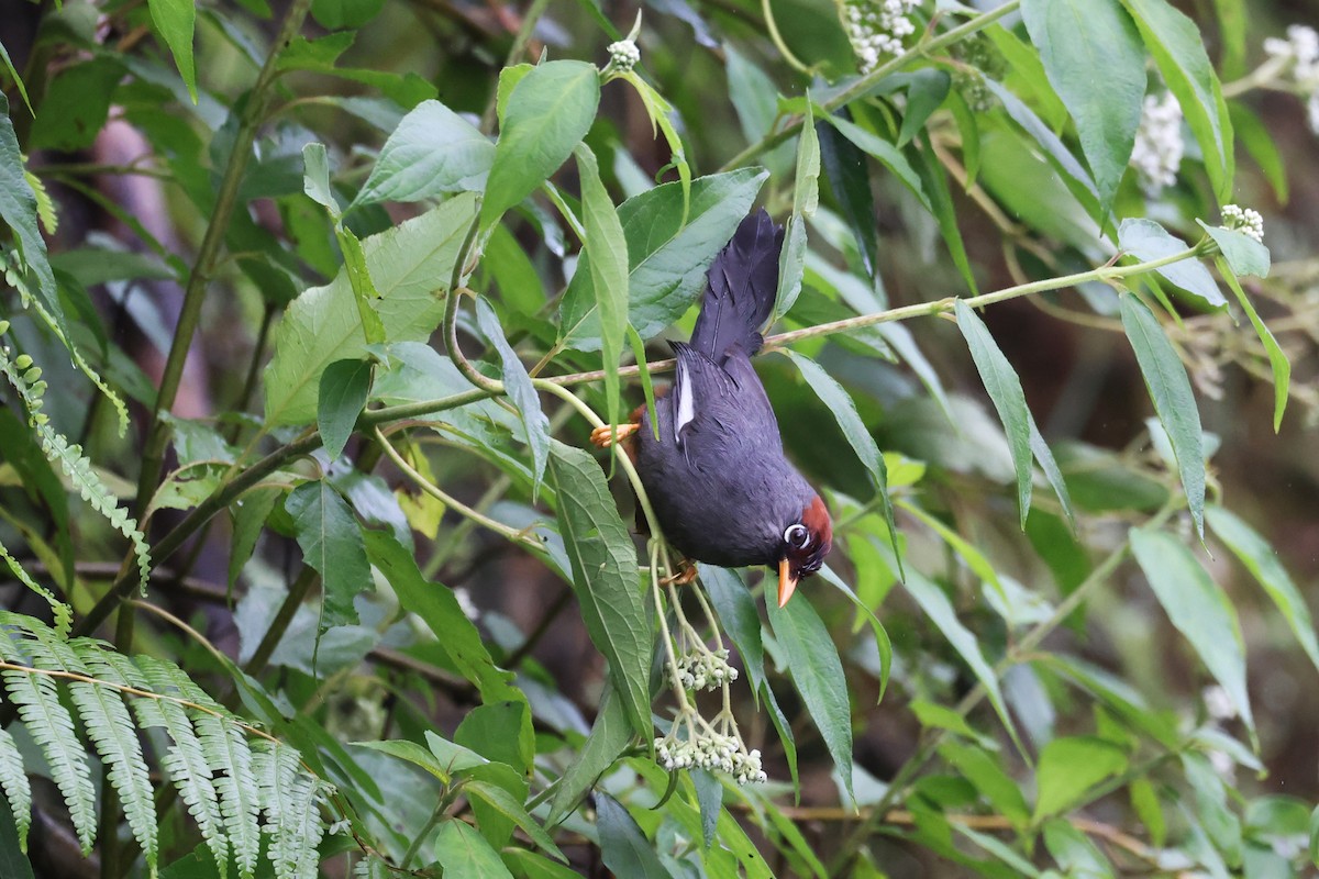 Chestnut-capped Laughingthrush - ML627141930