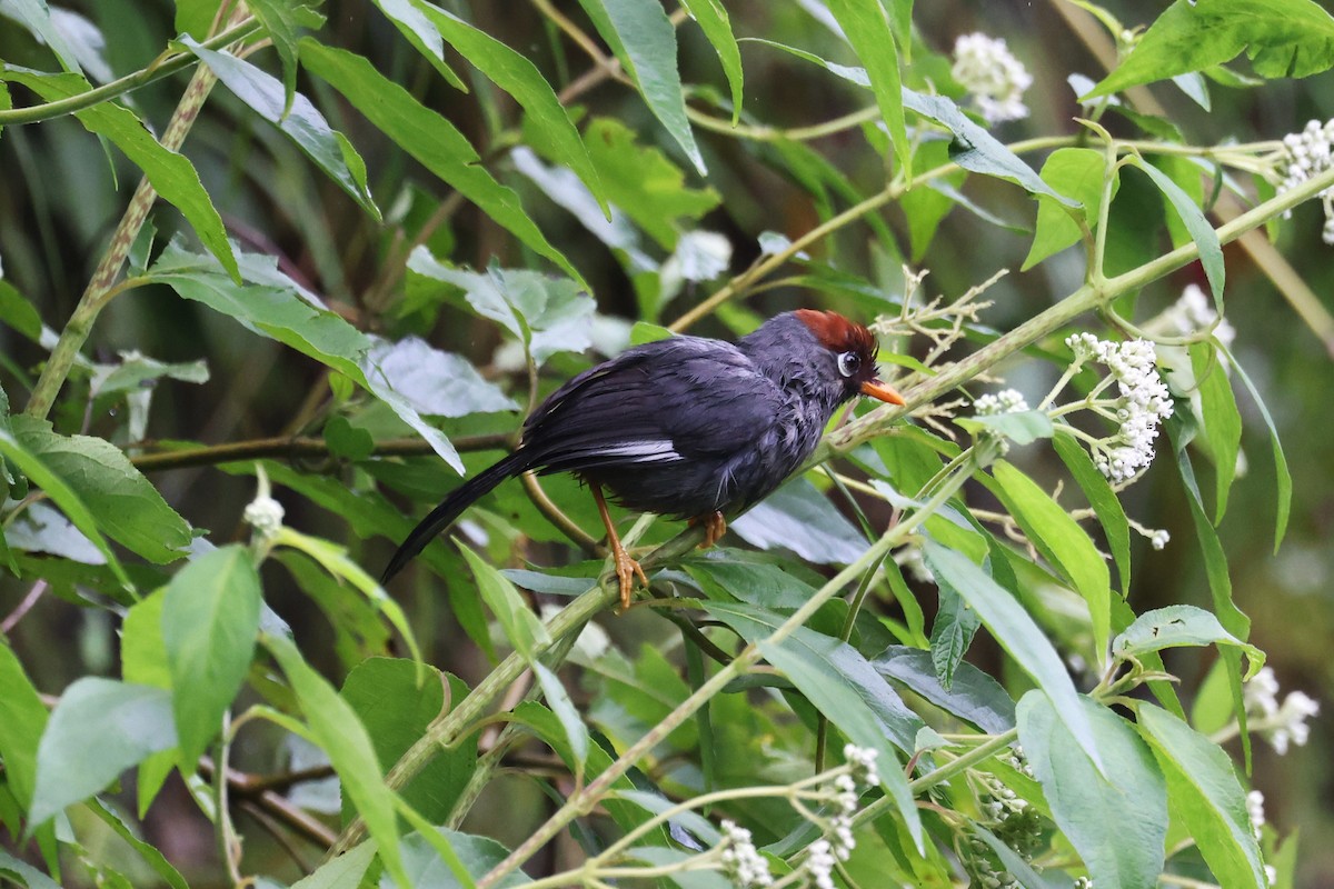 Chestnut-capped Laughingthrush - ML627141940