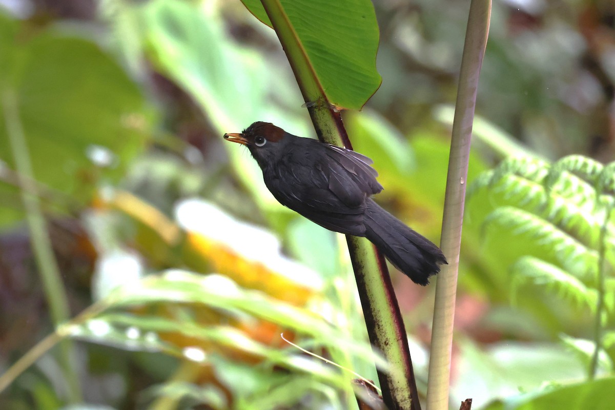 Chestnut-capped Laughingthrush - ML627141941