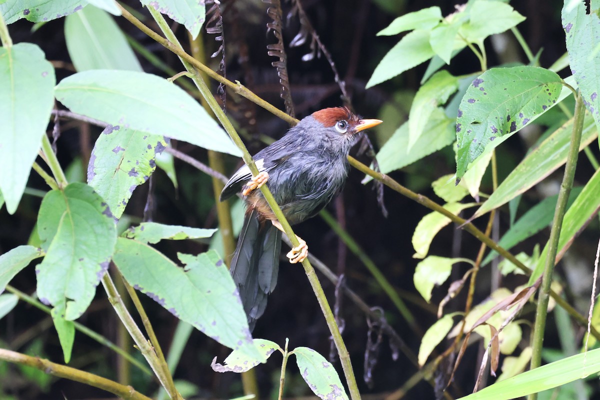 Chestnut-capped Laughingthrush - ML627141946