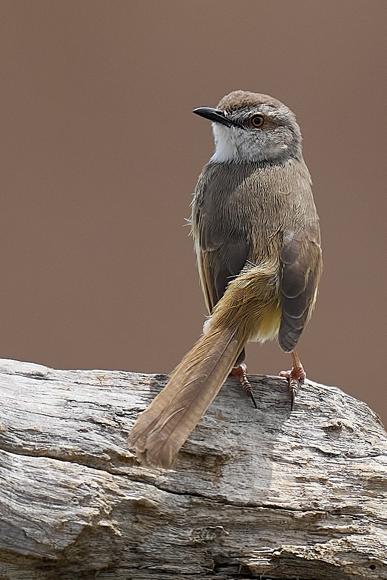 Prinia à plastron - ML627141971