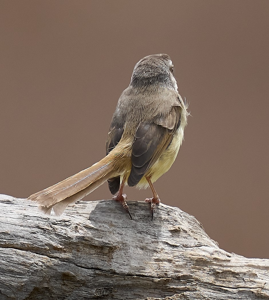 Prinia à plastron - ML627141972