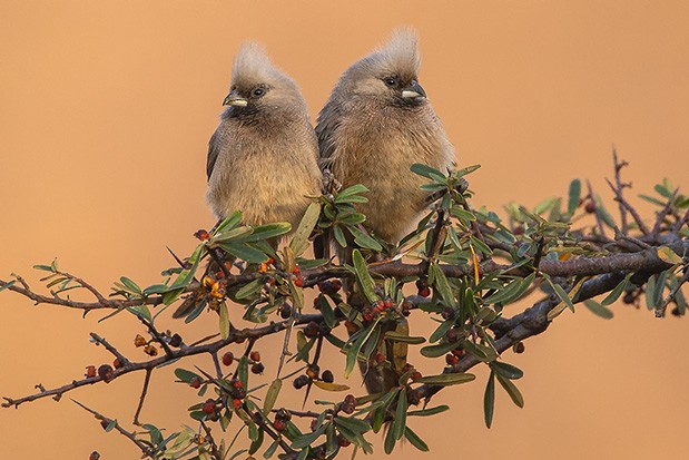 Speckled Mousebird - ML627141984