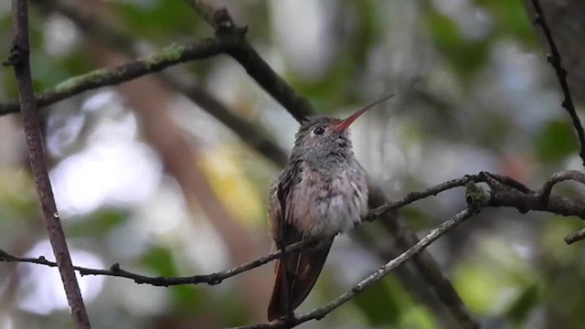 Buff-bellied Hummingbird - ML627142062
