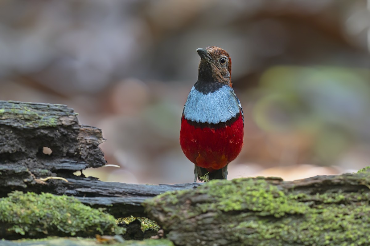 Papuan Pitta (Northern) - ML627142127