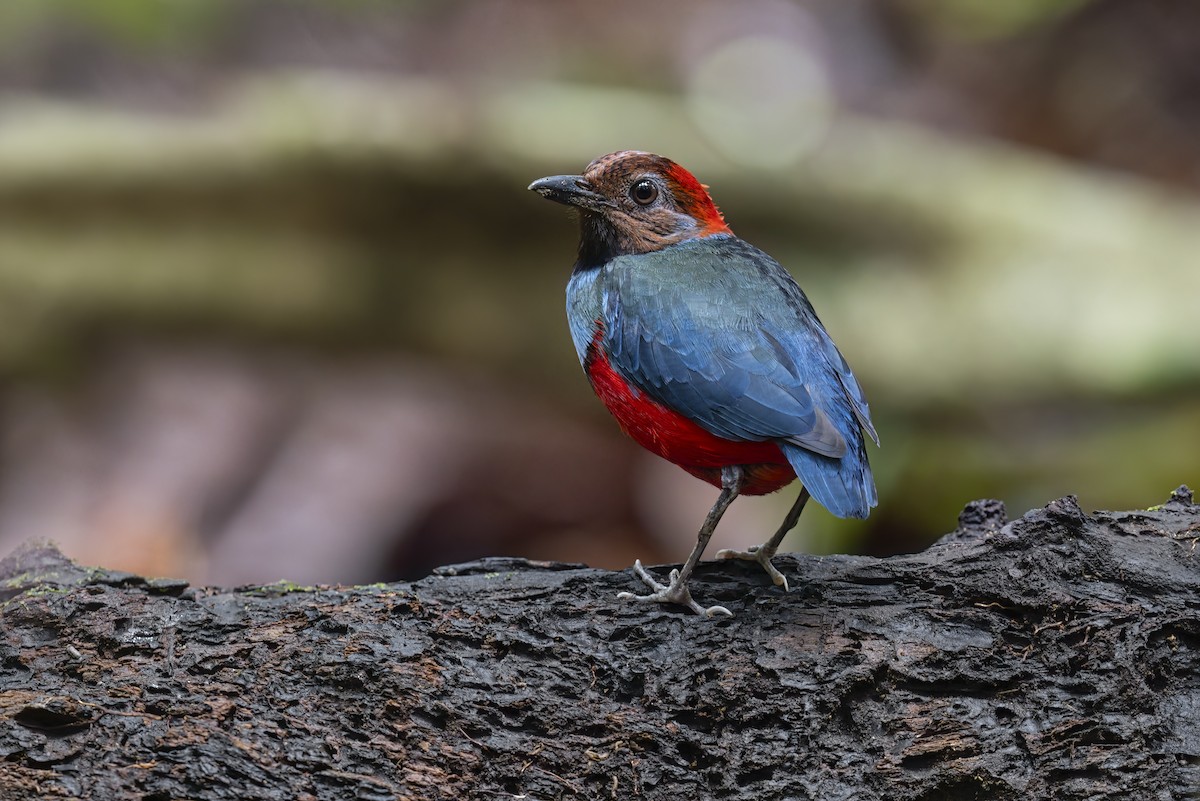 Papuan Pitta (Northern) - ML627142128