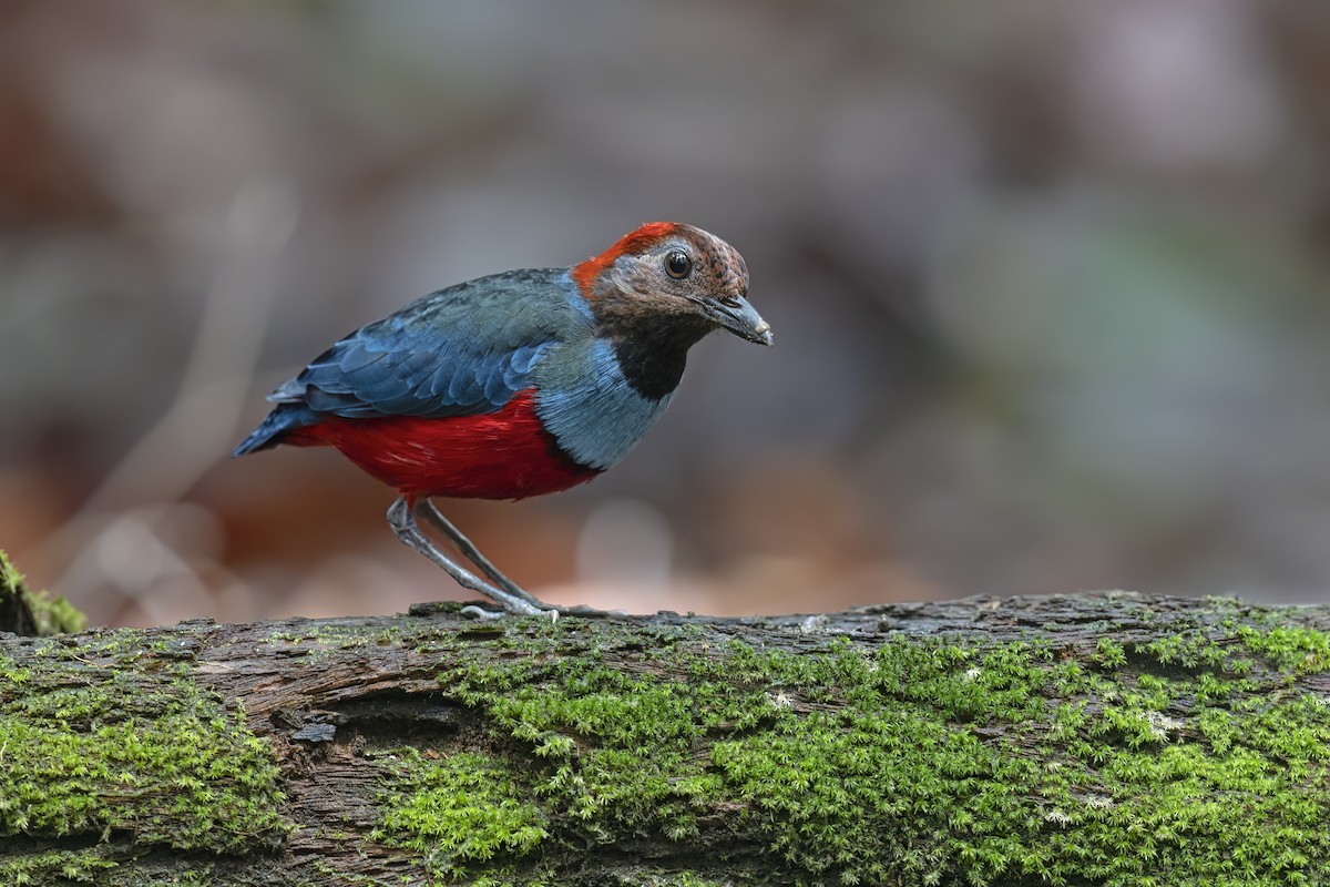 Papuan Pitta (Northern) - ML627142129