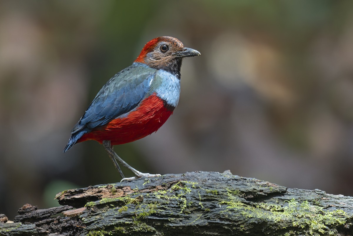 Papuan Pitta (Northern) - ML627142130