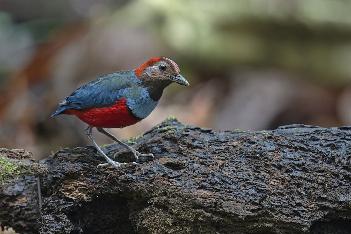 Papuan Pitta (Northern) - ML627142131