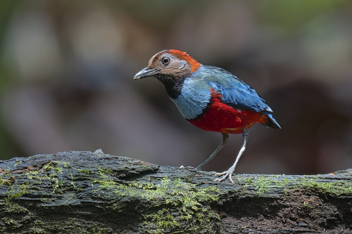 Papuan Pitta (Northern) - ML627142133