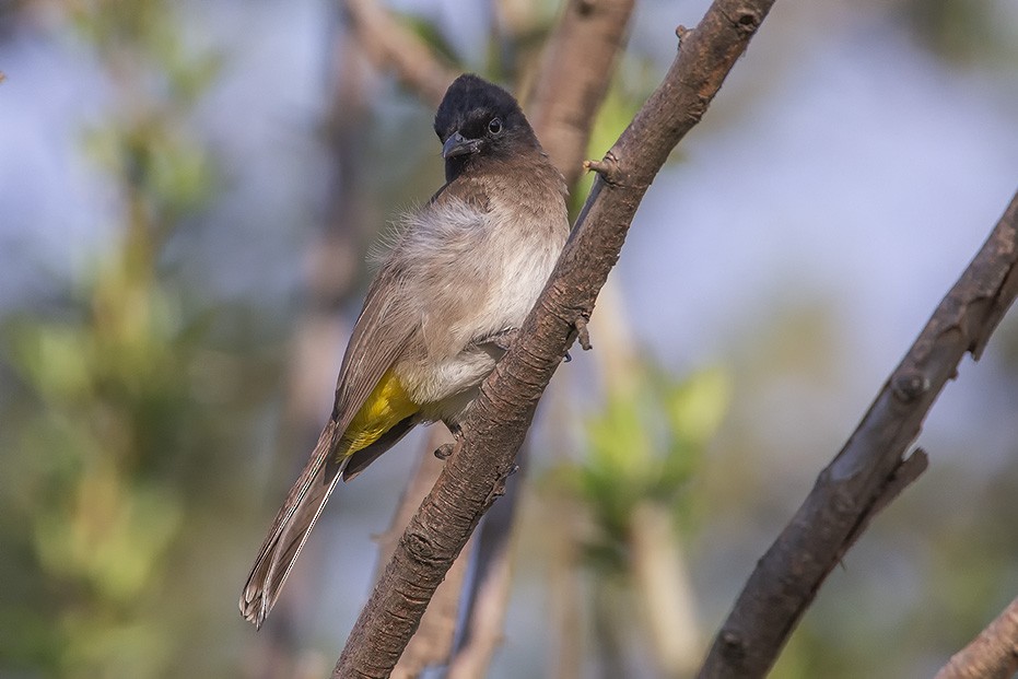 Common Bulbul (Dark-capped) - ML627142225