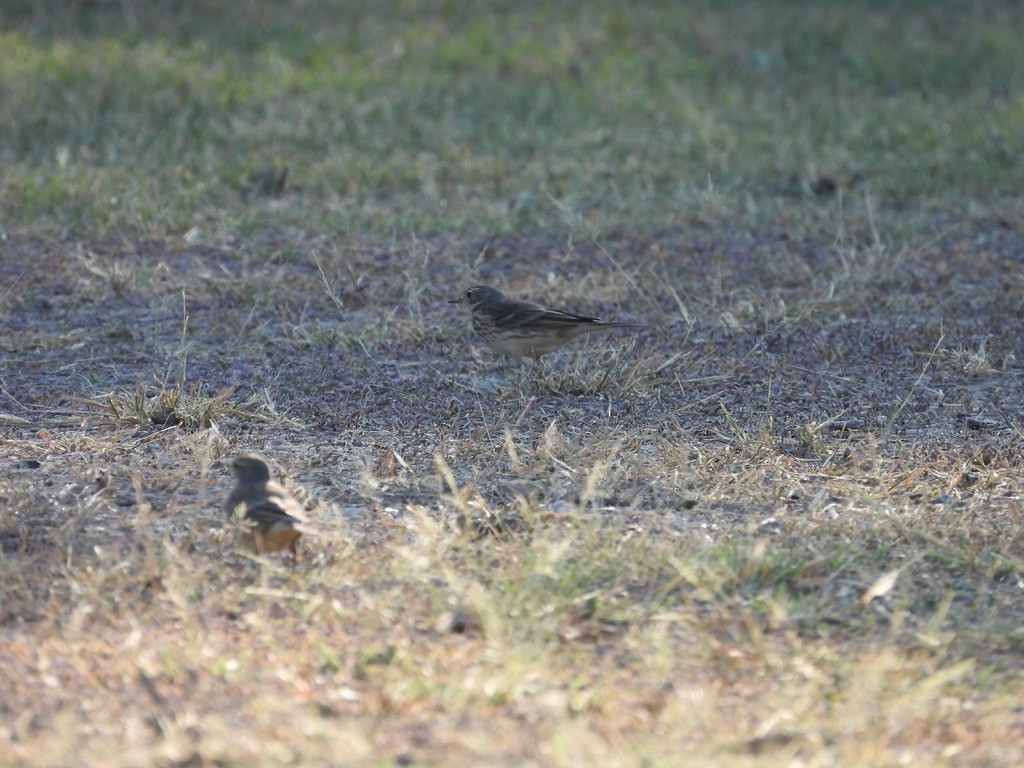 American Pipit - ML627142242