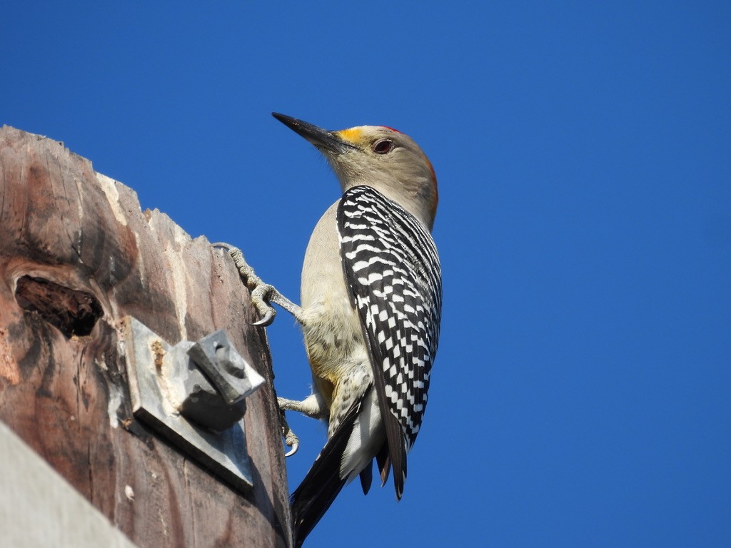 Golden-fronted Woodpecker - ML627142245