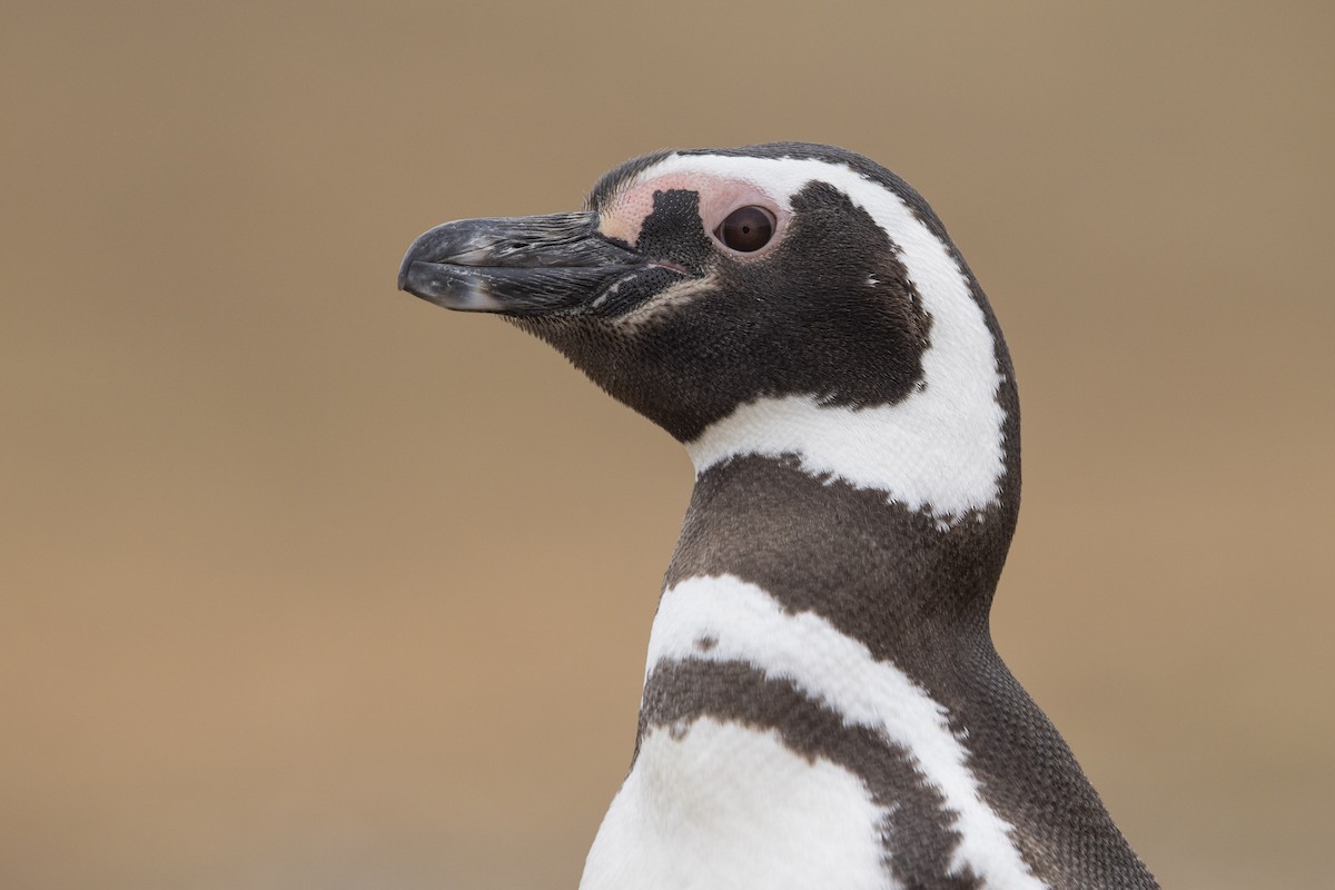 Magellanpinguin - ML627142257