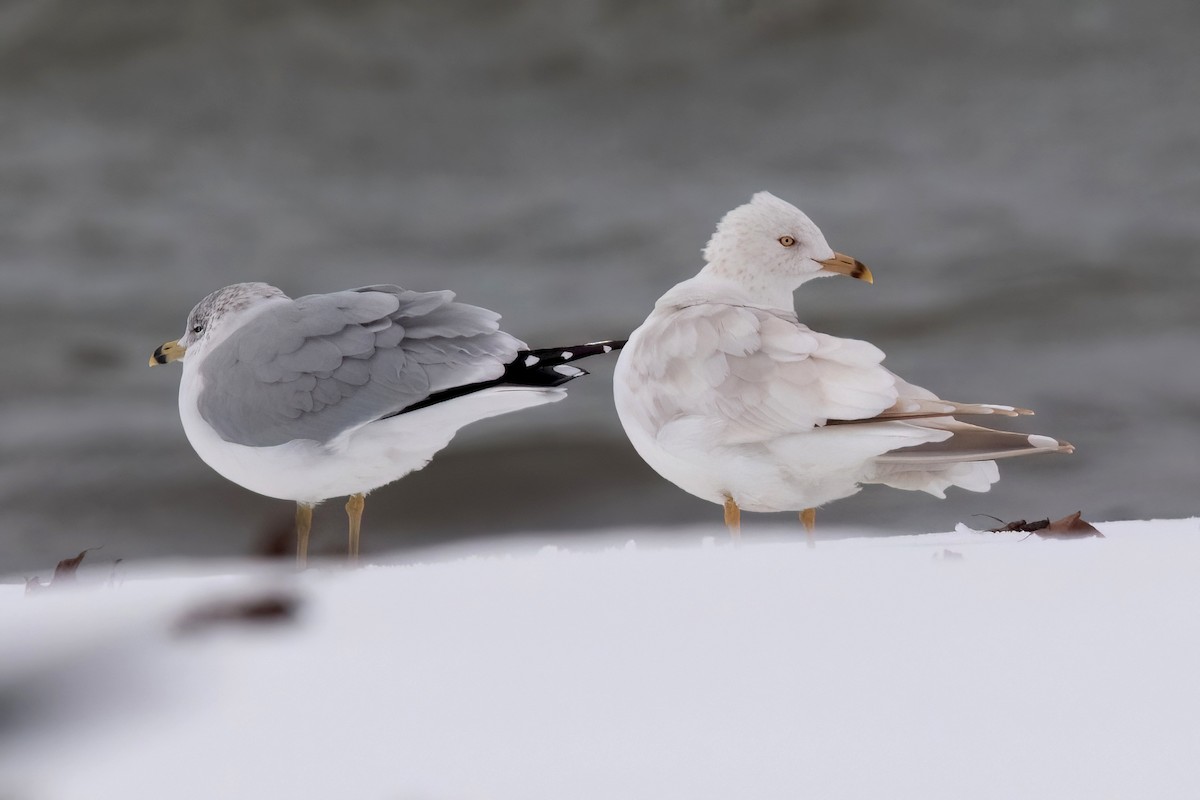 Ring-billed Gull - Sue Barth