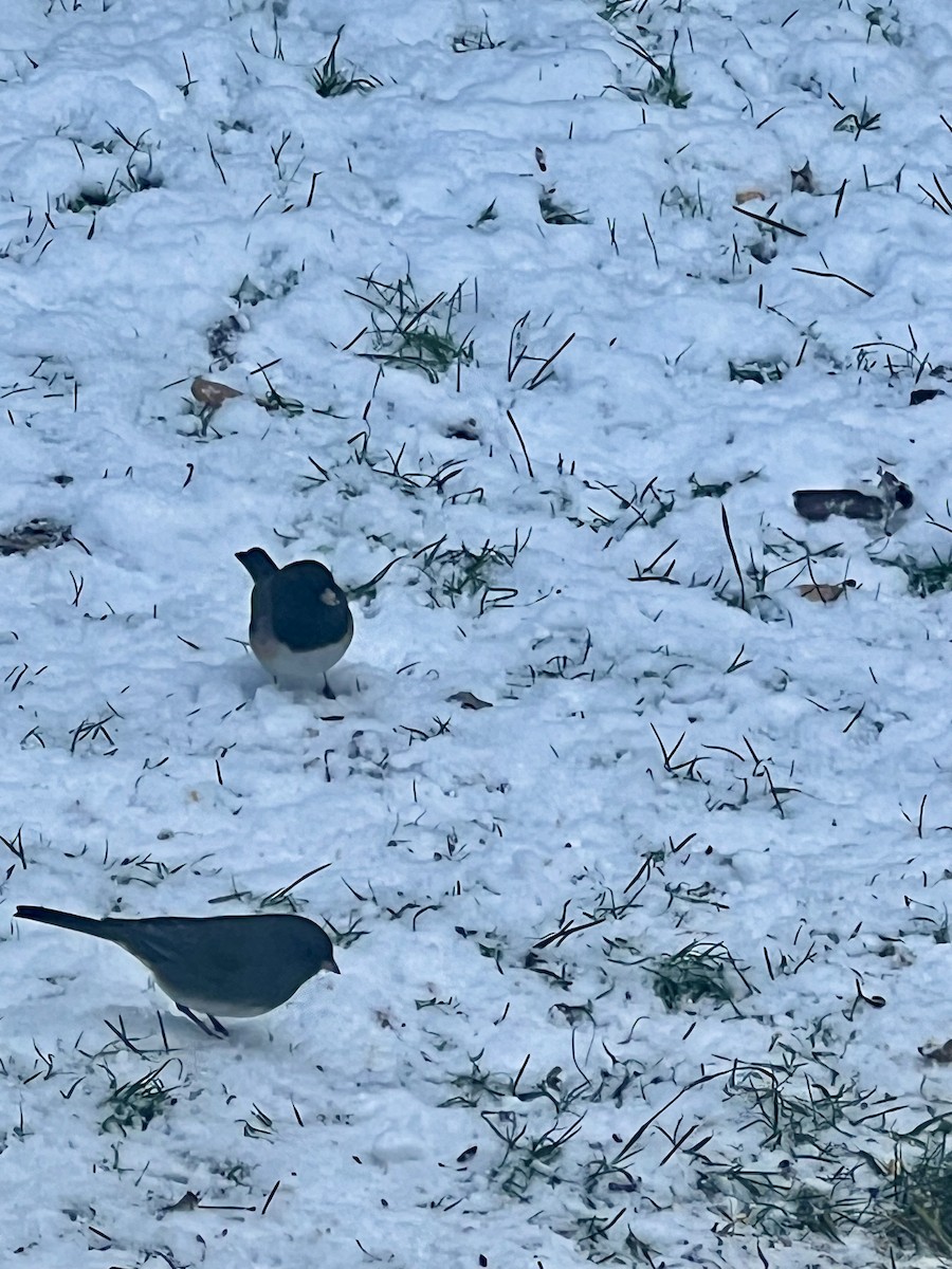 Dark-eyed Junco (Oregon) - ML627142333
