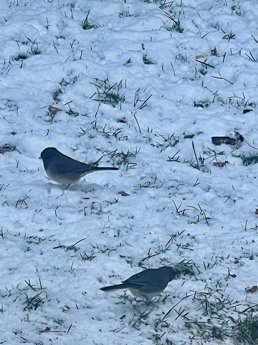 Dark-eyed Junco (Oregon) - ML627142334