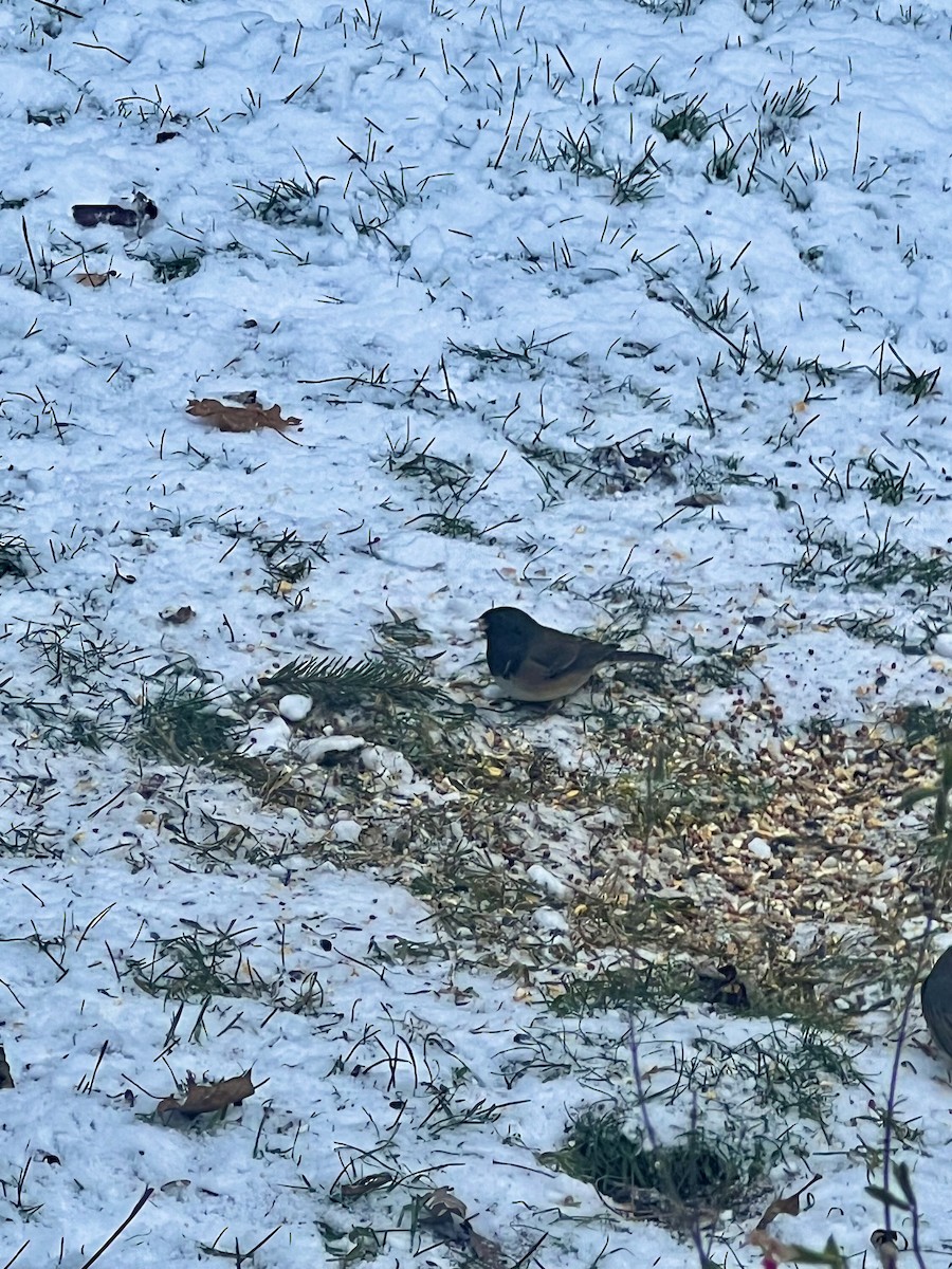 Dark-eyed Junco (Oregon) - ML627142335