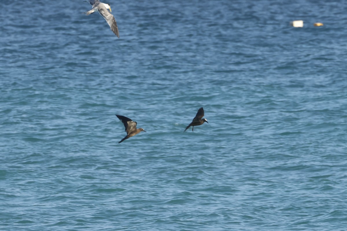 Brown Noddy - ML627142371