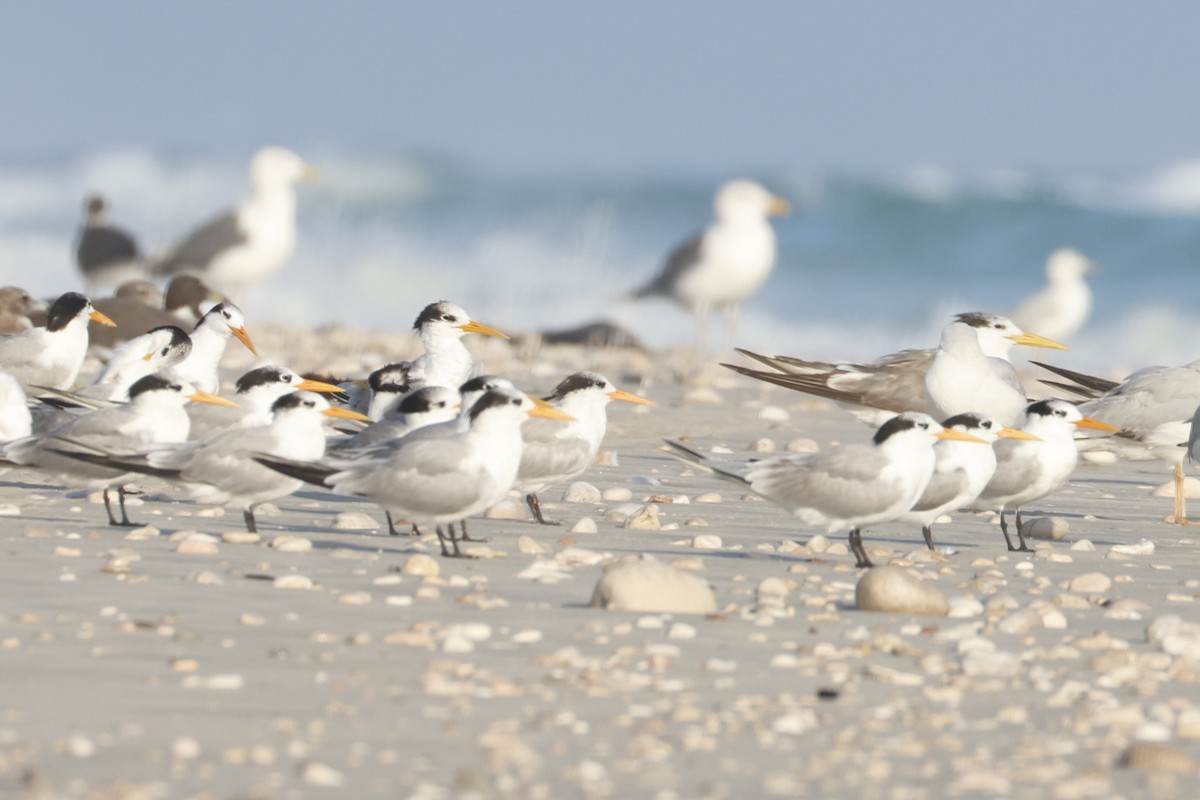 Lesser Crested Tern - ML627142373