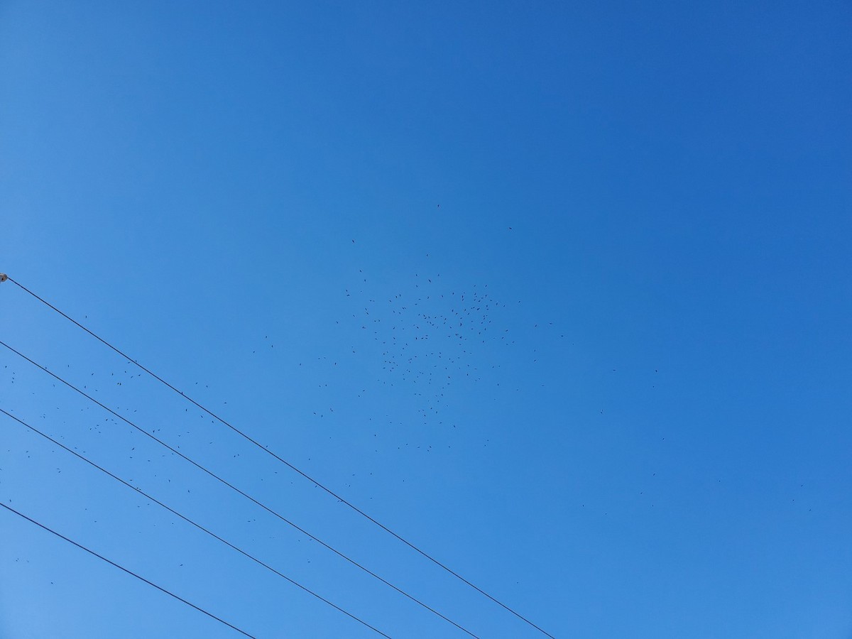 Chihuahuan Raven - ML627142376