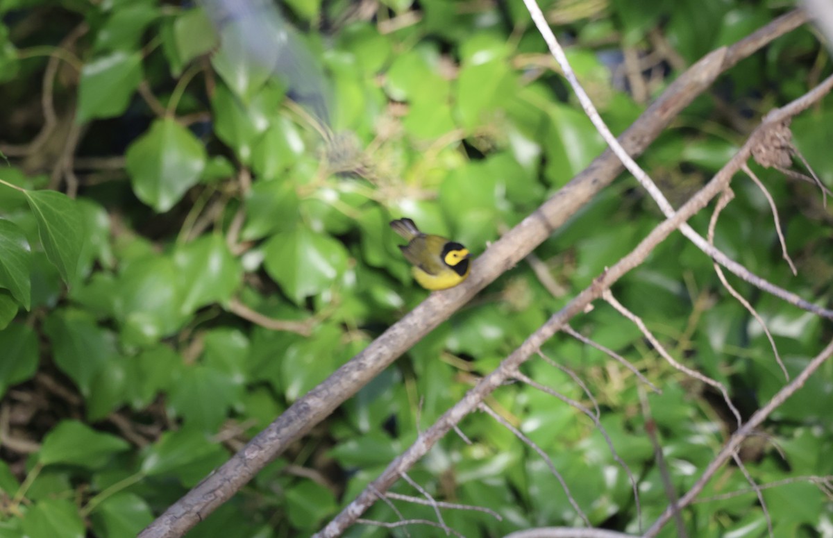 Hooded Warbler - ML627142392
