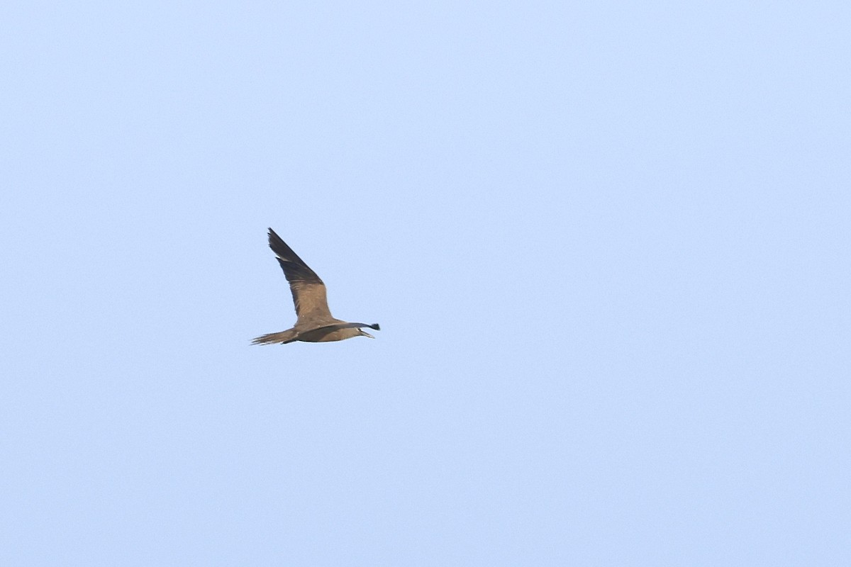 Brown Noddy - ML627142417