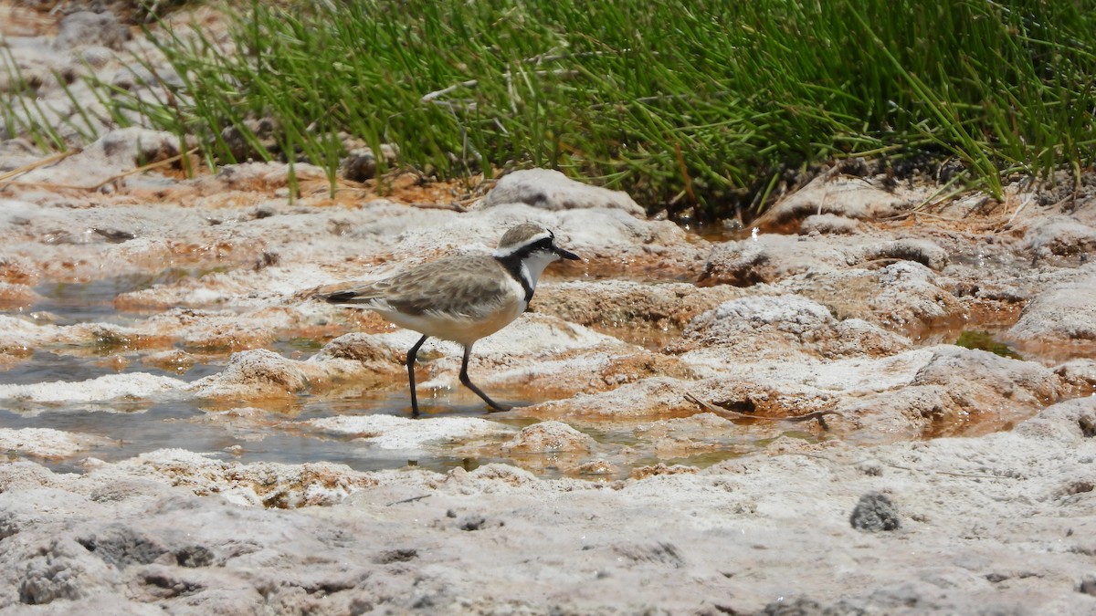 Madagascar Plover - ML627142435