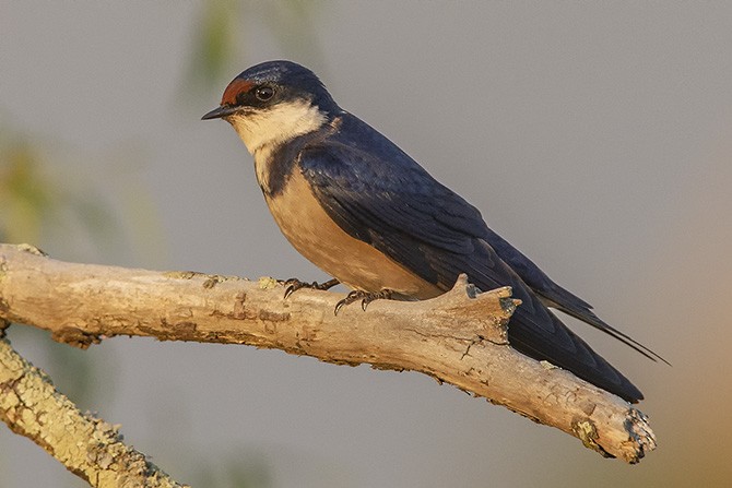 White-throated Swallow - ML627142442