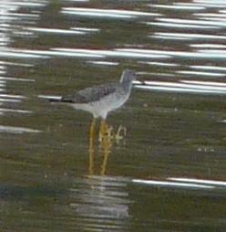 Lesser/Greater Yellowlegs - ML627142455