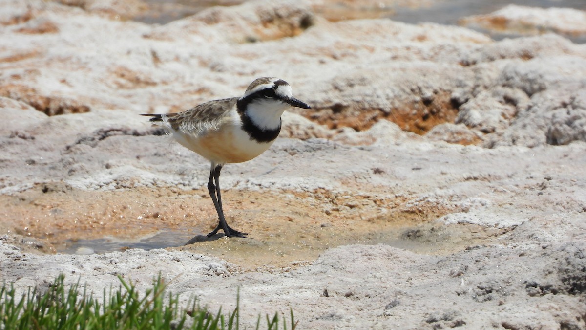 Madagascar Plover - ML627142485