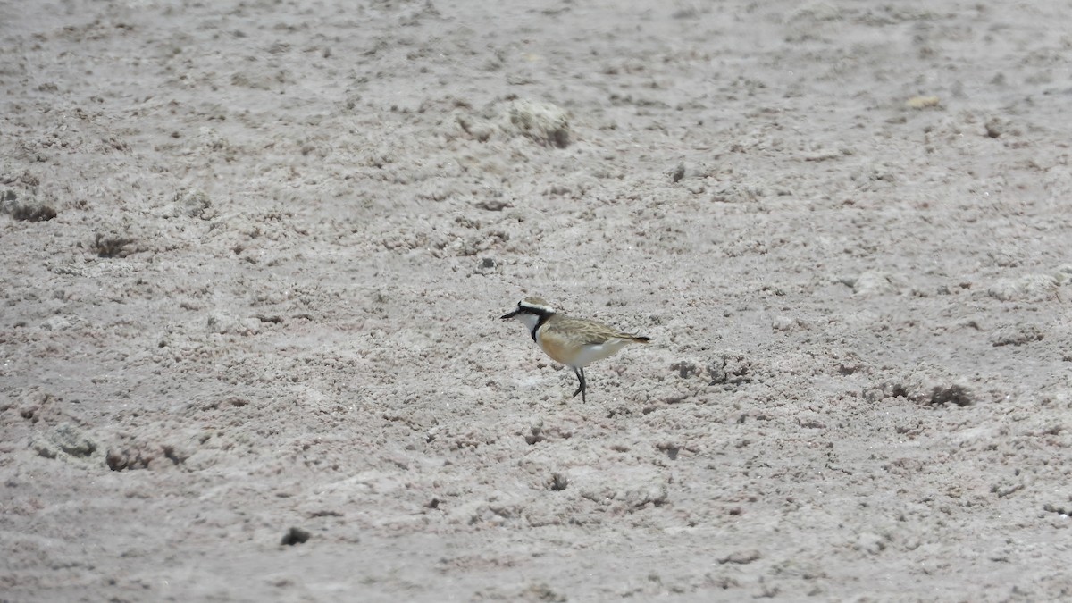 Madagascar Plover - ML627142494