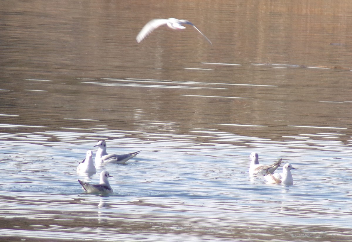 Bonaparte's Gull - ML627142552