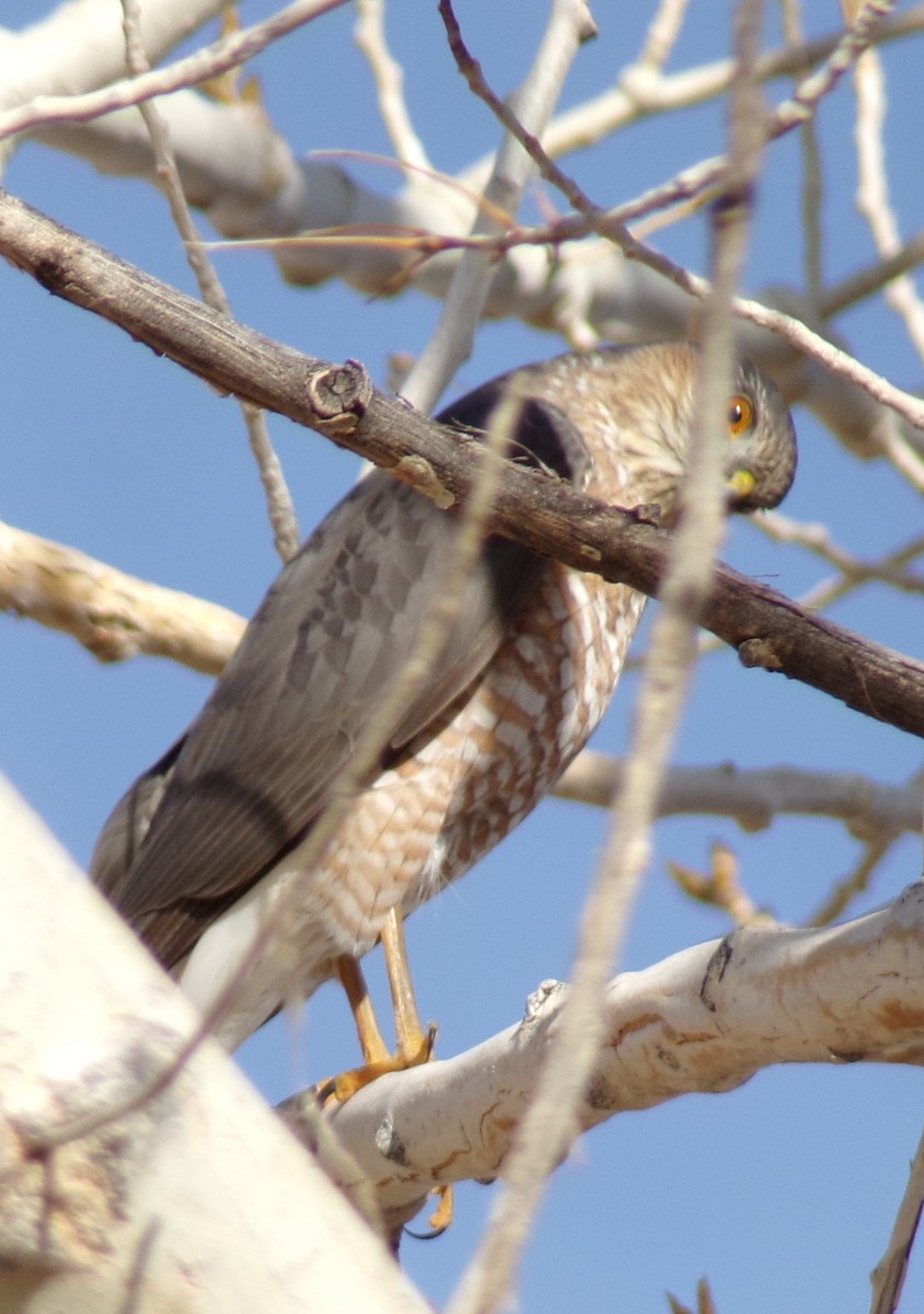 Sharp-shinned Hawk - ML627142571