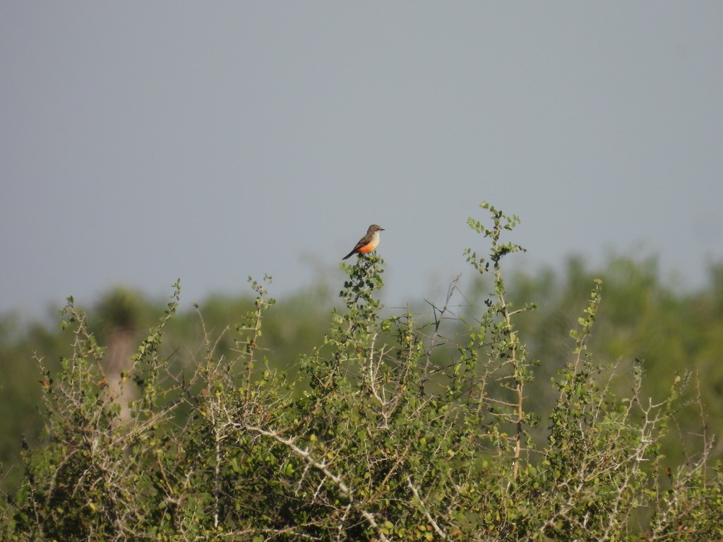 Vermilion Flycatcher - ML627142610