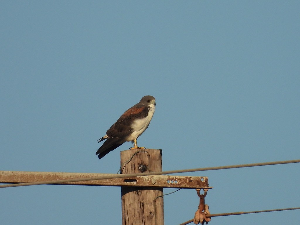 White-tailed Hawk - ML627142702