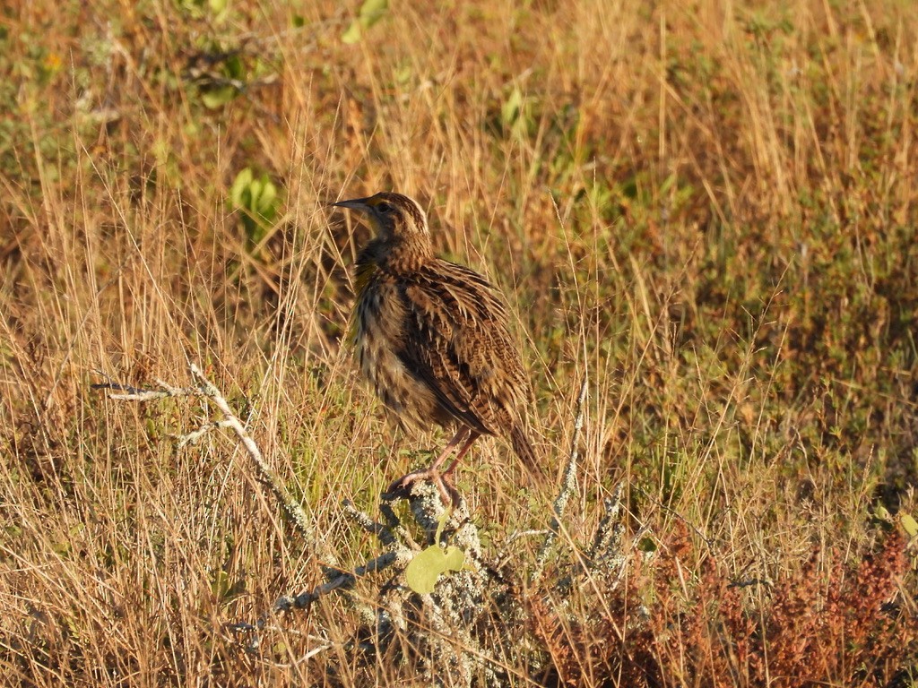 Eastern Meadowlark - ML627142725