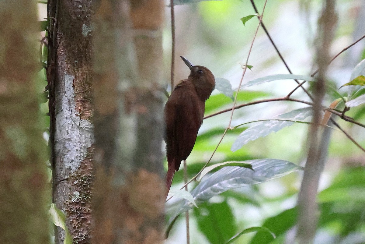 White-chinned Woodcreeper - ML627142980