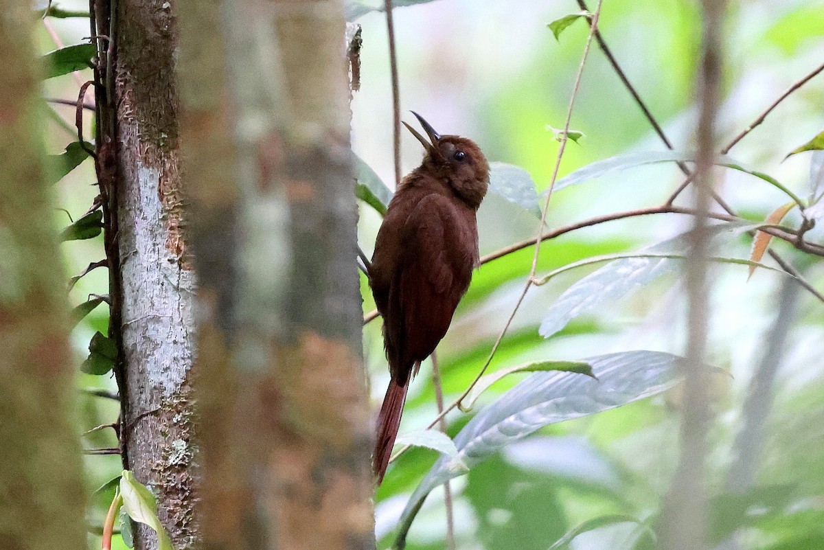 White-chinned Woodcreeper - ML627142981