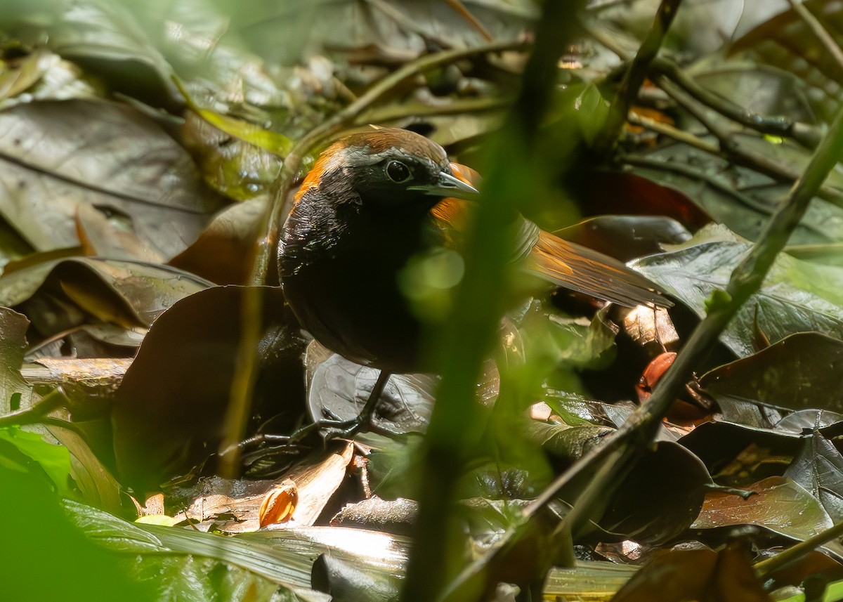 Cordillera Azul Antbird - ML627142991