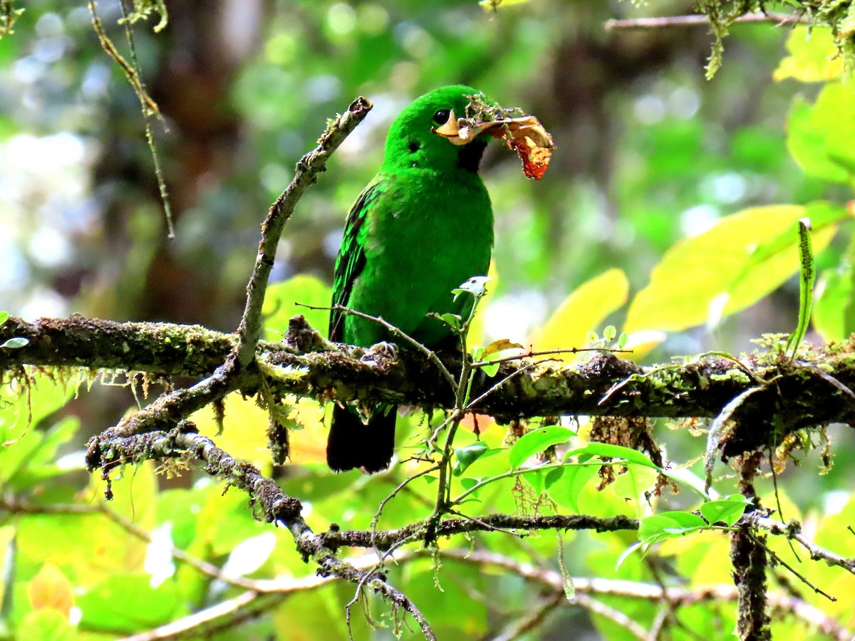 Whitehead's Broadbill - ML627143181