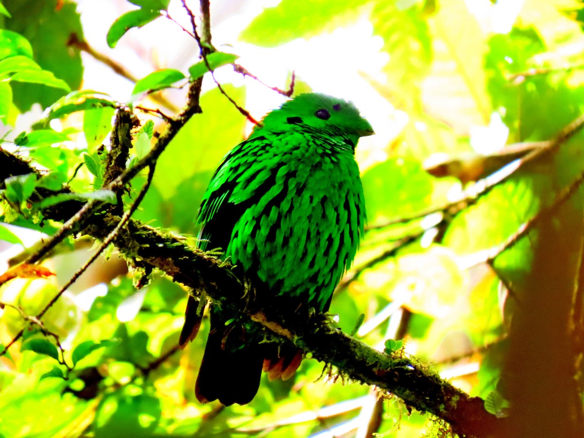 Whitehead's Broadbill - ML627143187