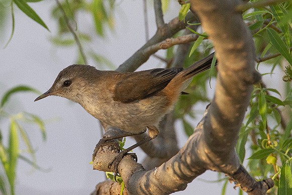 Common Reed Warbler (African) - ML627143208