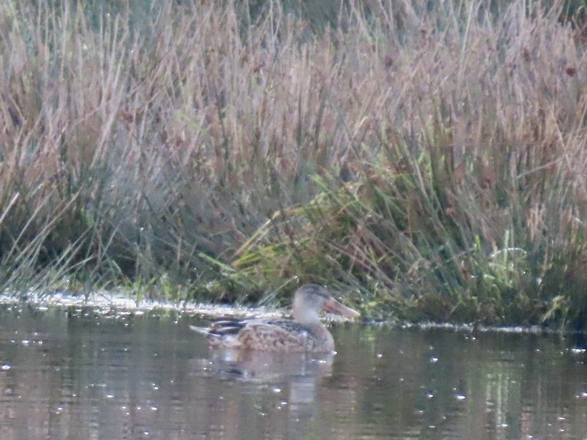 Northern Shoveler - ML627143232