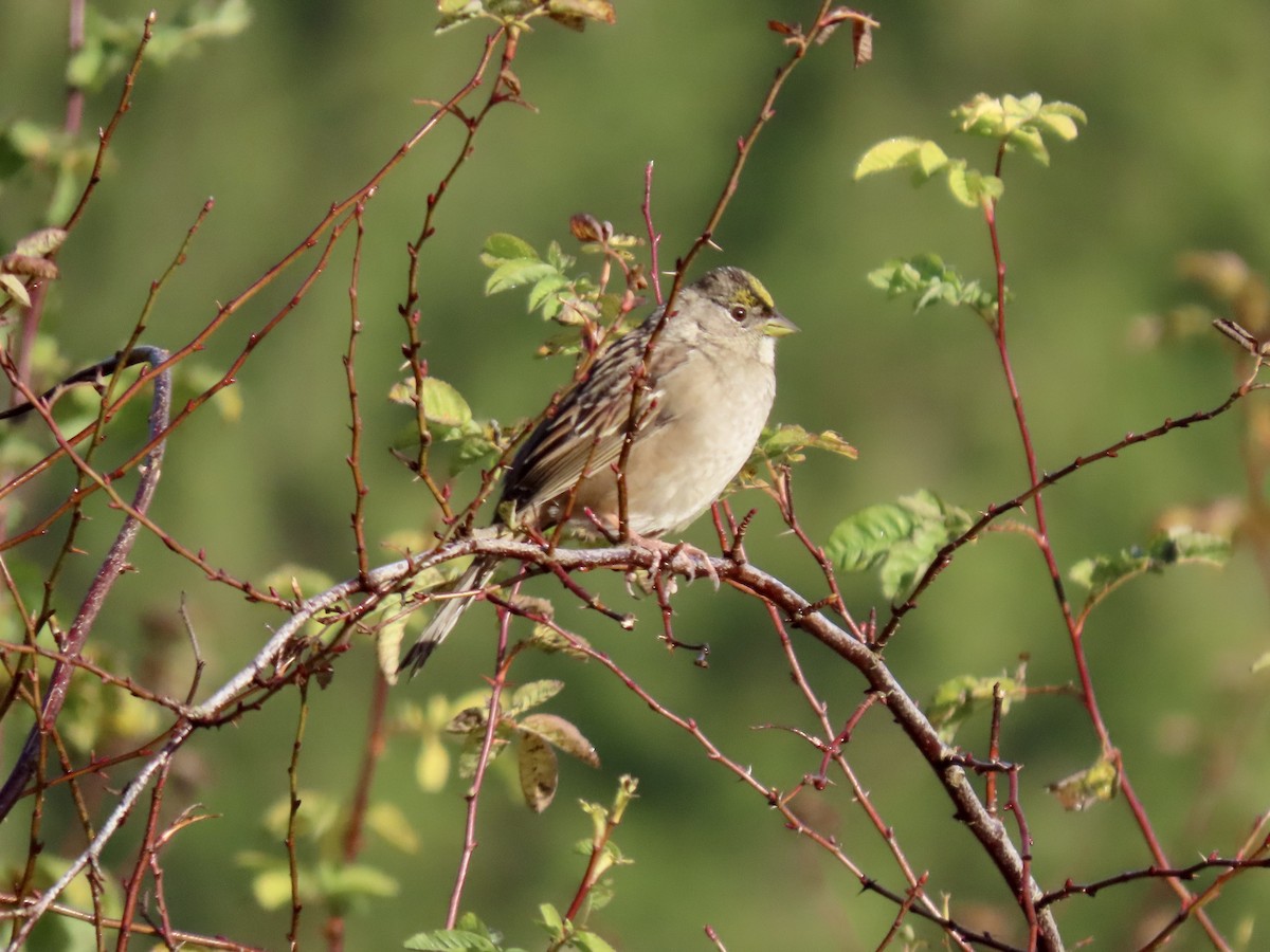 Golden-crowned Sparrow - ML627143250