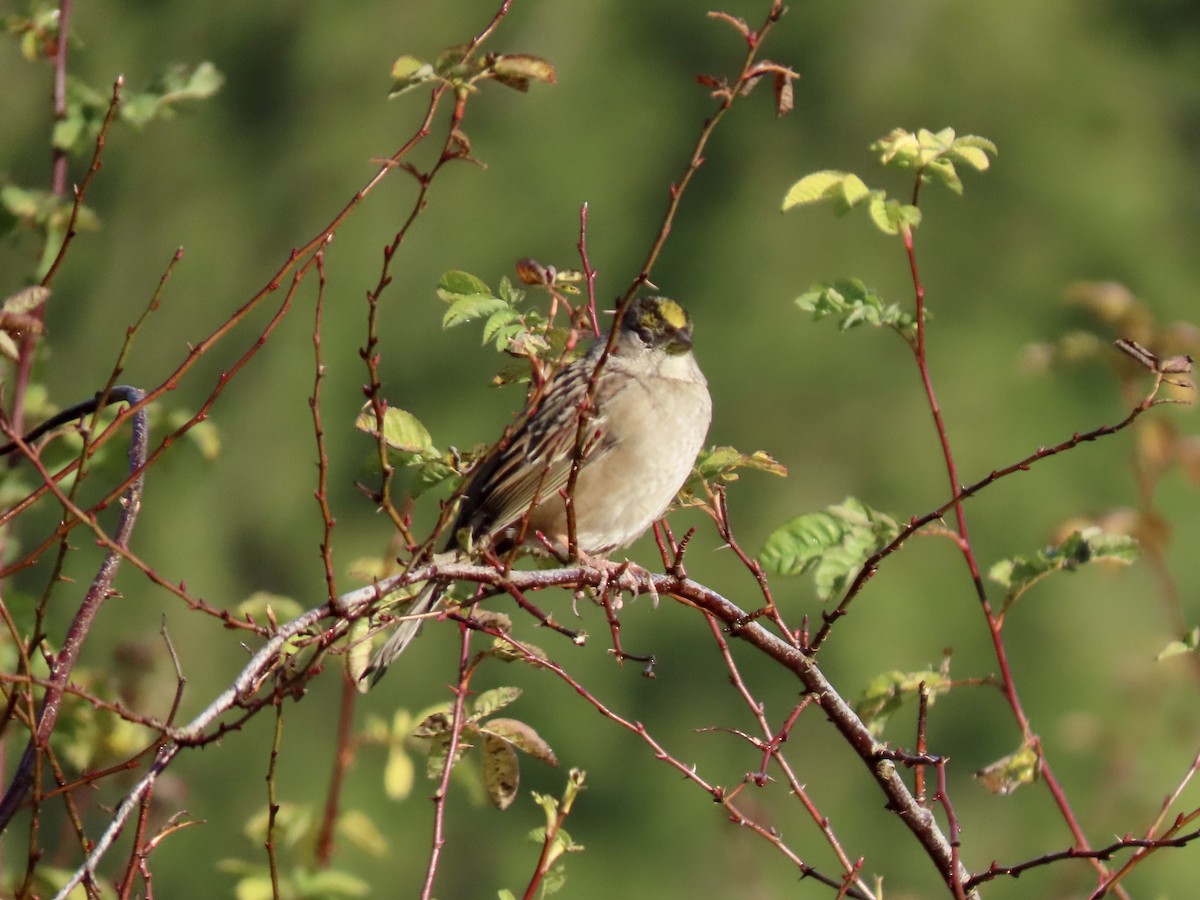 Golden-crowned Sparrow - ML627143251