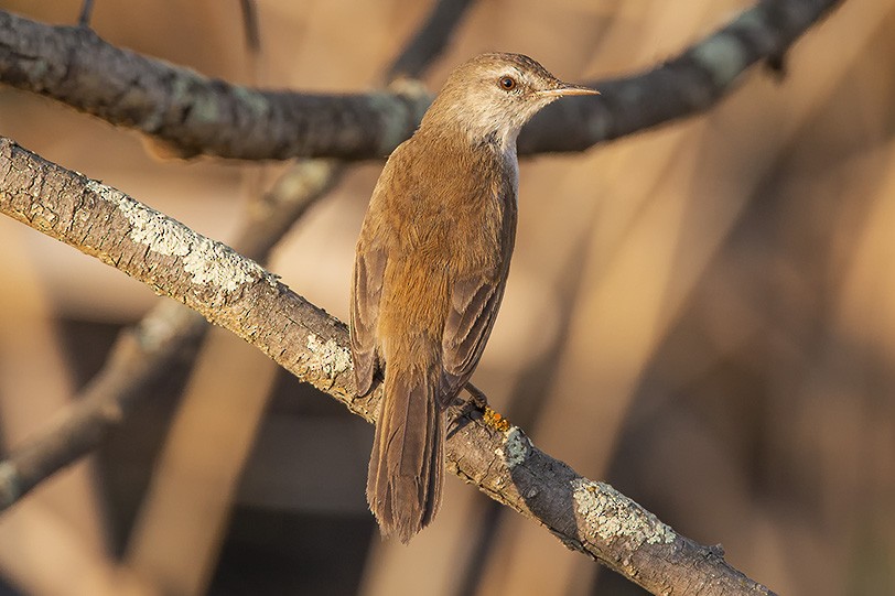 Common Reed Warbler (African) - ML627143309